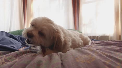 Shih-tzu-Maltese-mix-Cachorro-Comiendo-Bocadillo-De-Palo-De-Matón,-Se-Detiene,-Mira-Hacia-Arriba