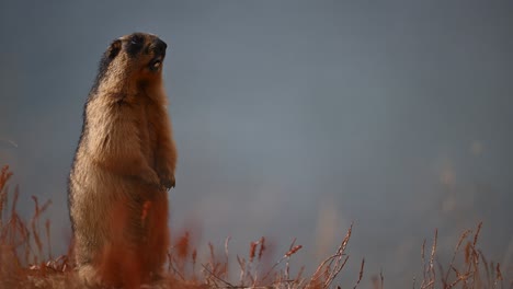 primer plano del mamífero marmota dorado de pie en dos patas y llamando a otros en una hermosa mañana