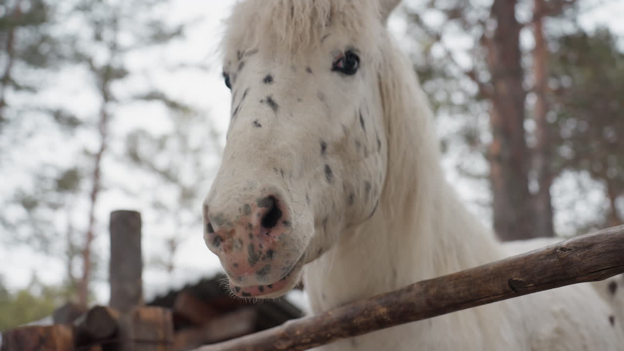 primer plano de un poni blanco con manchas cerca de una valla olisqueando madera cubierta de nieve, expresión tranquila y suave melena enmarcada por un bosque de pinos, ambiente rural de poni de terapia, atmósfera invernal suave con aliento helado y textura