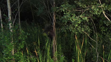 porcupine-climbing-tree-in-forest