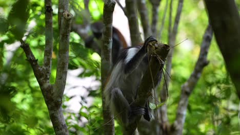 Red-Colobus-Monkeys-at-the-Jozani-Forest-treetops-of-Zanzibar-Island-Tanzania,-Medium-front-shot