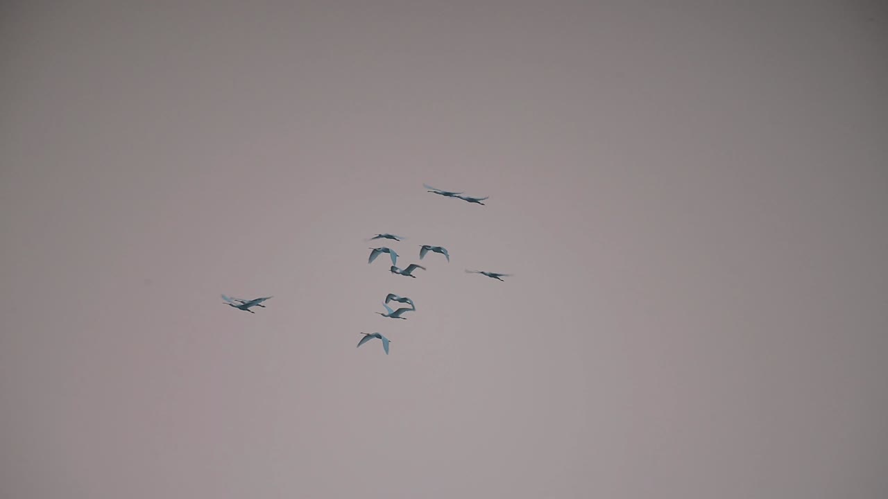 아침 에 날아다니는 유라시아 스빌 의 무리