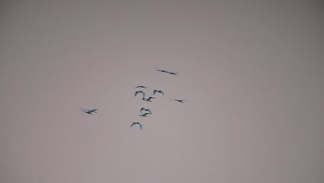 flock of eurasian spoonbill flying in morning