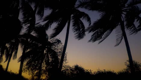 silhouette palm trees blow in wind at dusk in caribbean, long shot