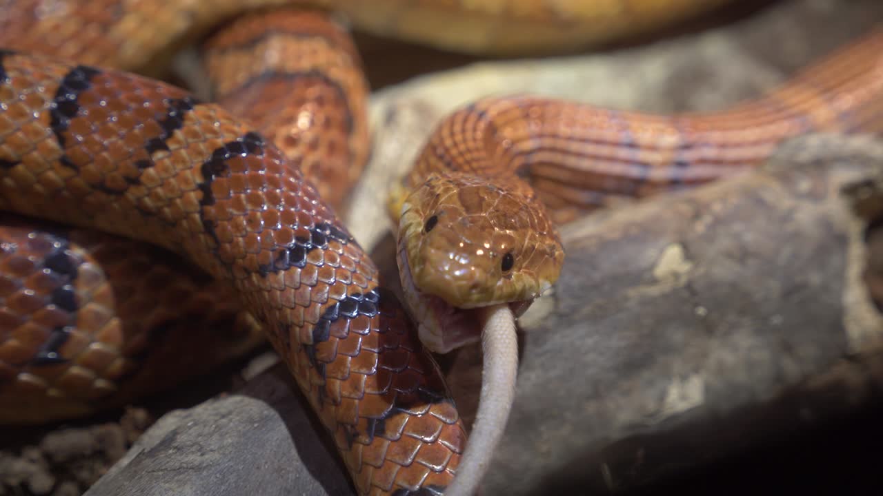 serpiente de maíz adulta que se alimenta de una rata