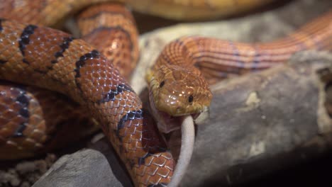 adult corn snake feeding on a rat