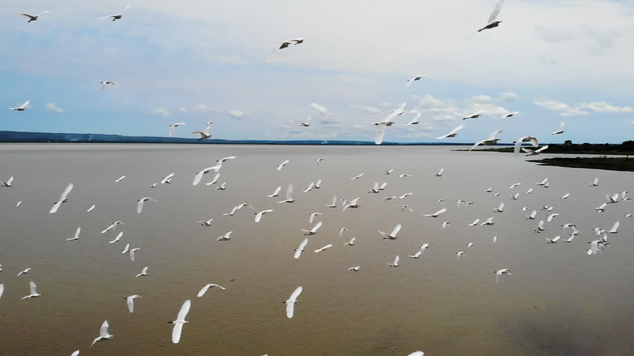 Large Flock of White Egrets Flying Over a Serene Lake