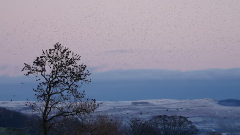 large starling flock flying into rest on tree before going into roost