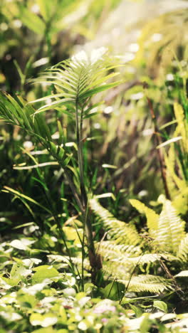 close-up shot of green plants in a lush forest