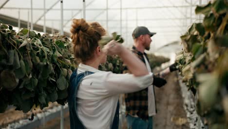 Frustrated-and-angry-woman-with-red-hair-Farmer-inspecting-dry-strawberry-bushes-and-disappointed-in-greenhouse-on-farm