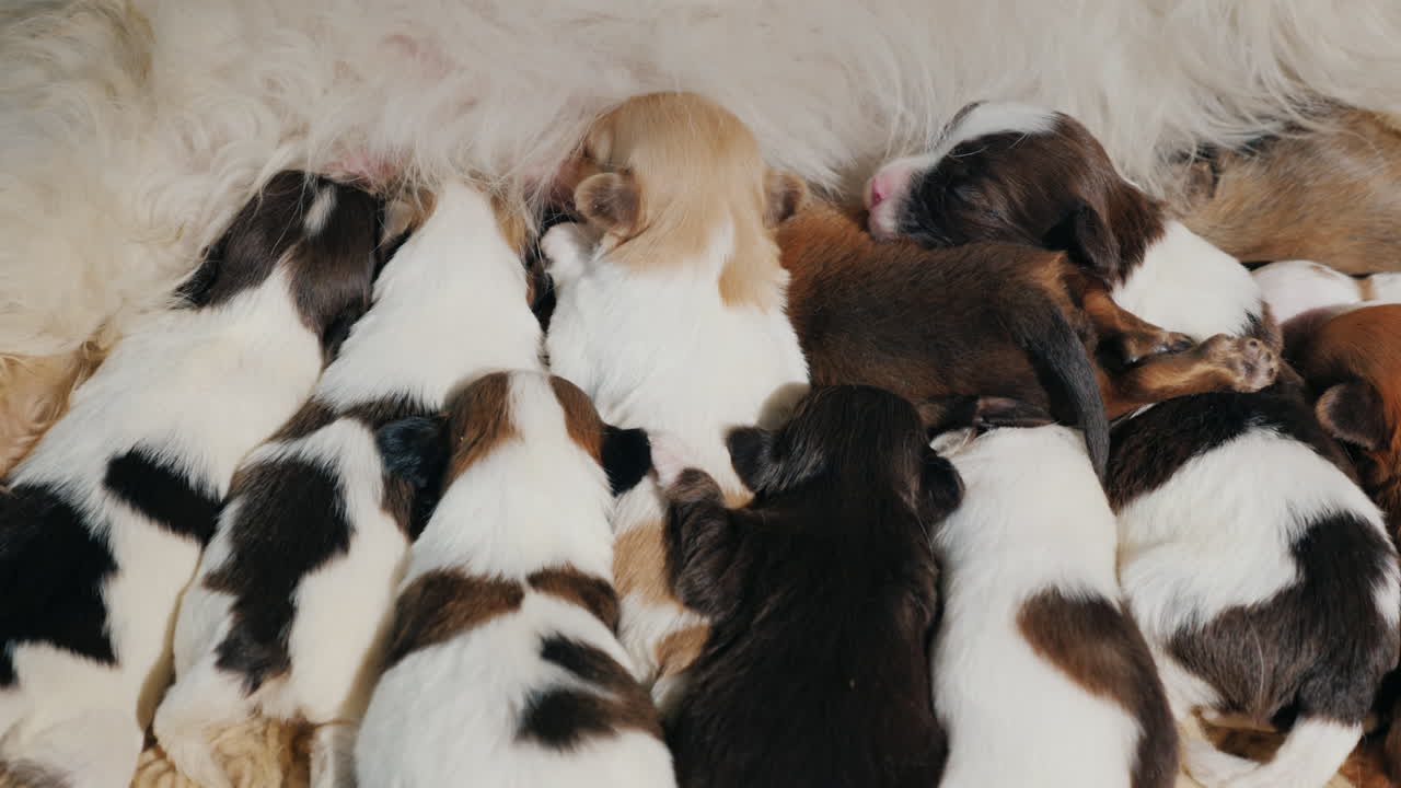 alimentando cachorros 03