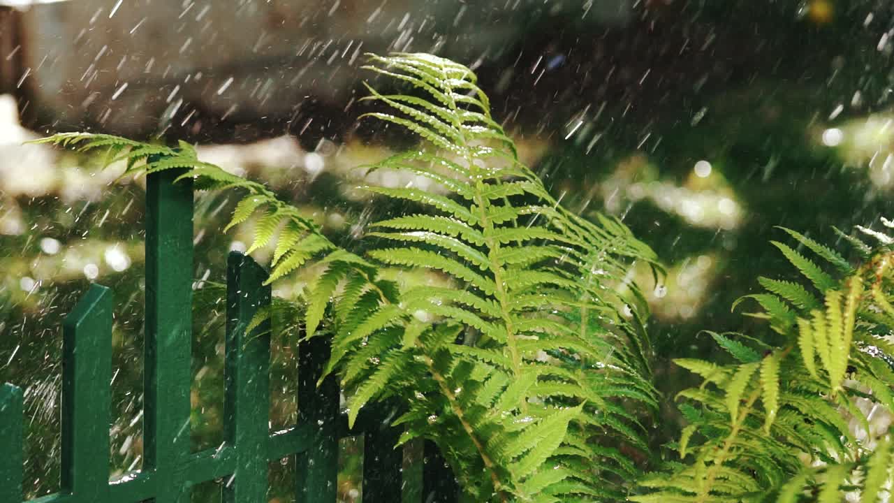 Close-up of ferns moved by the breeze with background of falling water. Slow Motion
