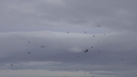 gaviotas flotando sobre un cuerpo de agua en un día de viento durante el invierno en victoria bc canadá