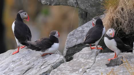 puffins an einer felsigen küste