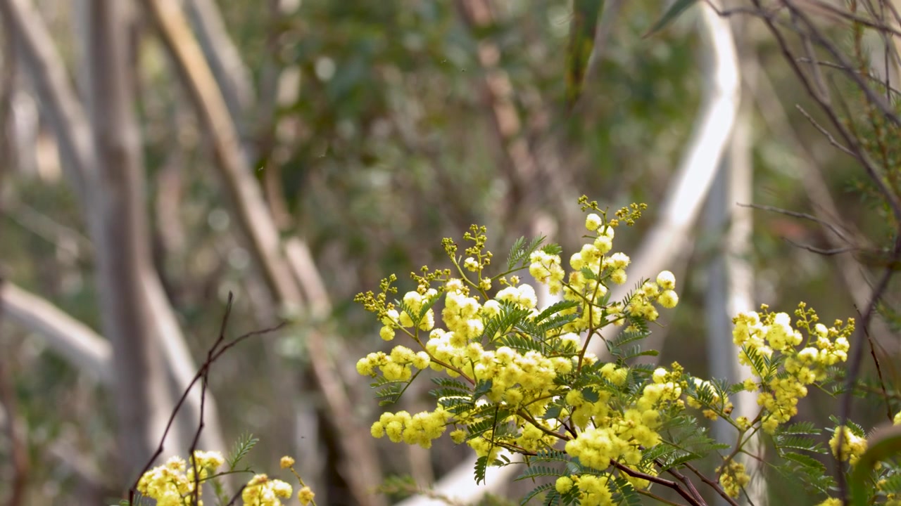 Gros plan de fleurs de mimosa jaunes se balançant doucement sur fond d'eucalyptus flous à Katoomba, Australie