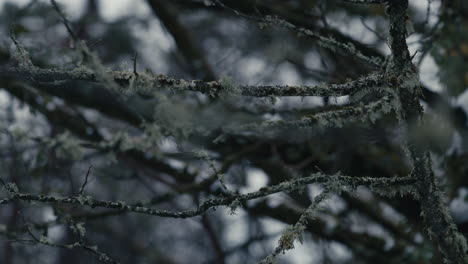 branches with lichen blowing gently in wind