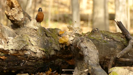 robin bird leaving and coming back within frame while on a dead trunk