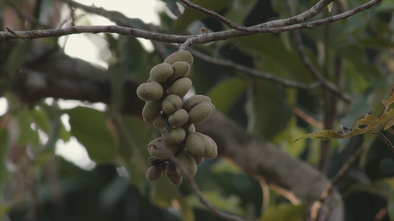 Magnolia Champaca fruit on a tree, establishing shot