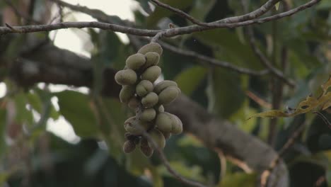 magnolia champaca fruit on a tree, establishing shot