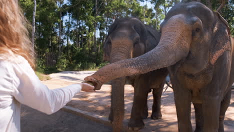 woman feeding elephants at zoo