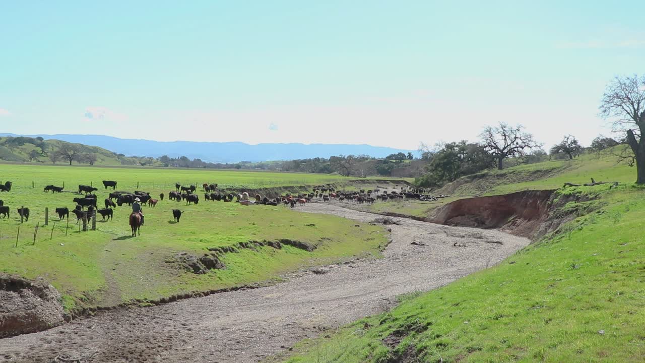 Bovini Angus si raggruppano sul lato opposto della tortuosa strada sterrata con un cowboy alle loro spalle.