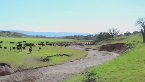 Angus-cattle-group-together-on-the-far-side-of-the-winding-gravel-road-with-a-cowboy-behind-them