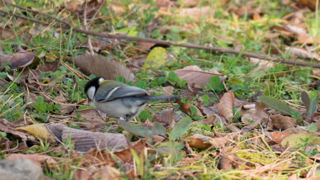 日本 (parus minor) 在秋葉落下的草地上尋找食物