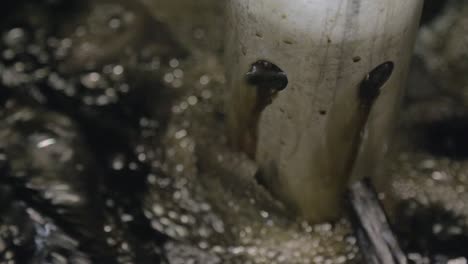 black water flows out of a pipe into a tank for dyeing clothes