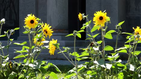 bee pollinating sunflowers in piedmont, italy