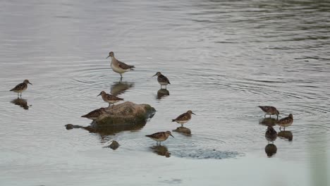 Eine-Uferschnepfe-Frisst-Im-Frühen-Abendlicht-Im-Wasser-Eines-Sees,-Während-Andere-Küstenvögel-In-Der-Nähe-Fressen