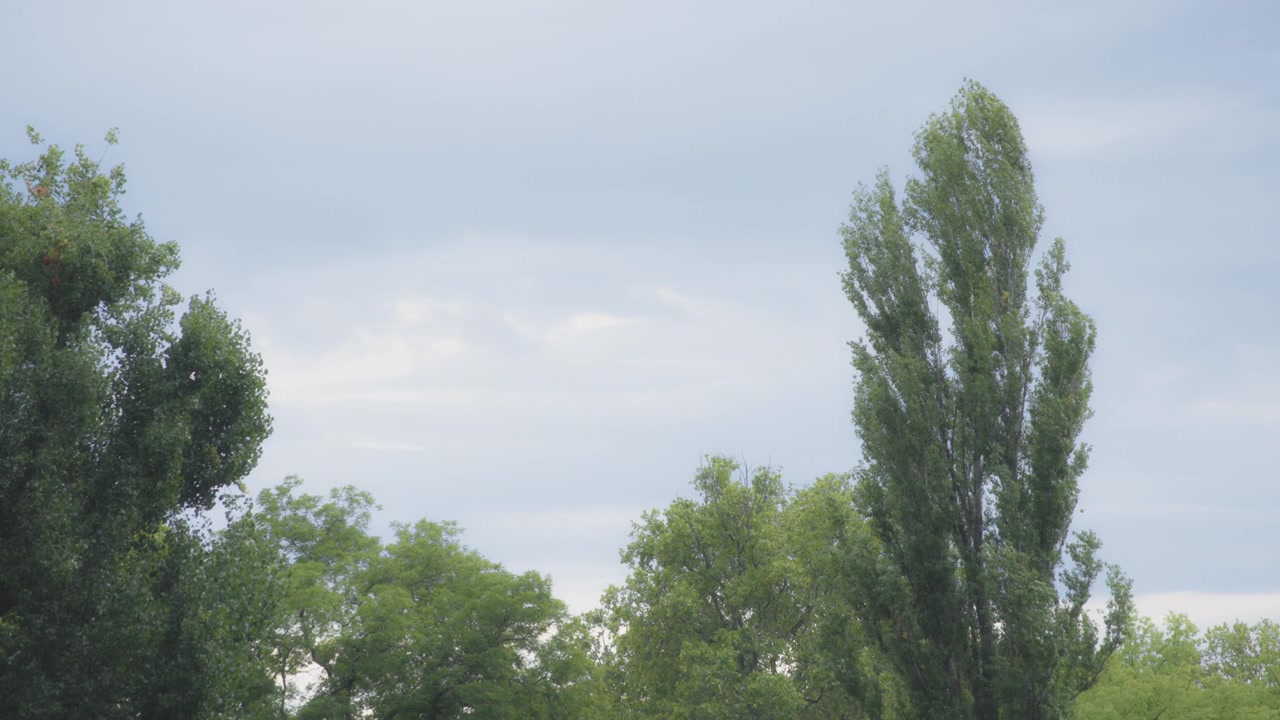 Green trees against sky background