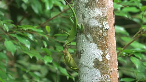 dos camaleones verdes peleando en el tronco de un árbol