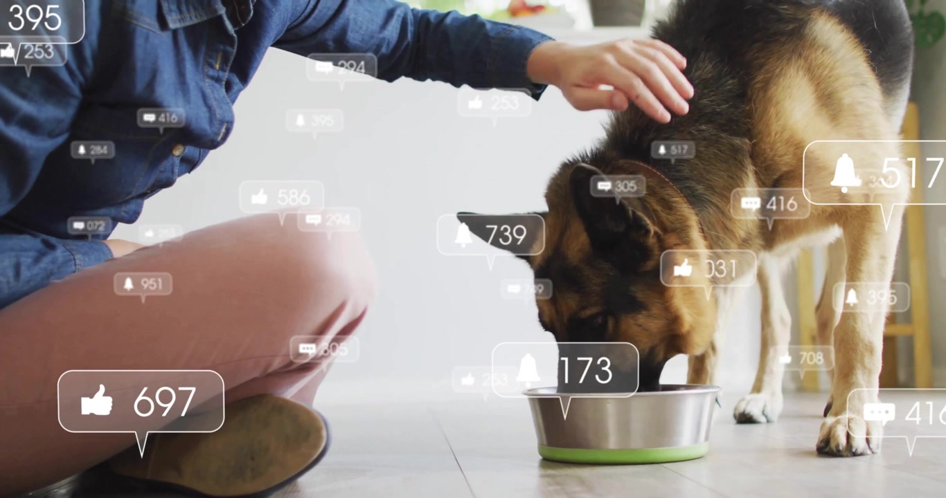 Frau kniet und streichelt Hund, während der Hund frisst und digitale Benachrichtigungen das Zählwachstum aktualisieren.