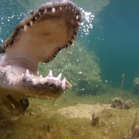 an alligator thrashes underwater and catches a fish