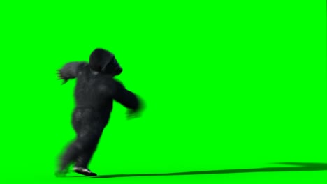 el gorila que baila divertido, el pelaje realista, la animación de pantalla verde.