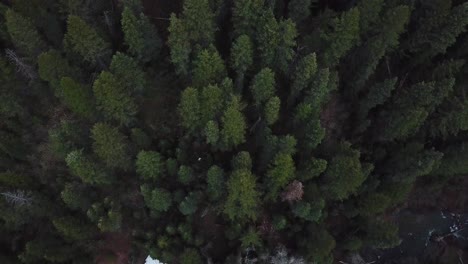 bird's eye view above hundreds of green pine trees in the rocky mountains of utah