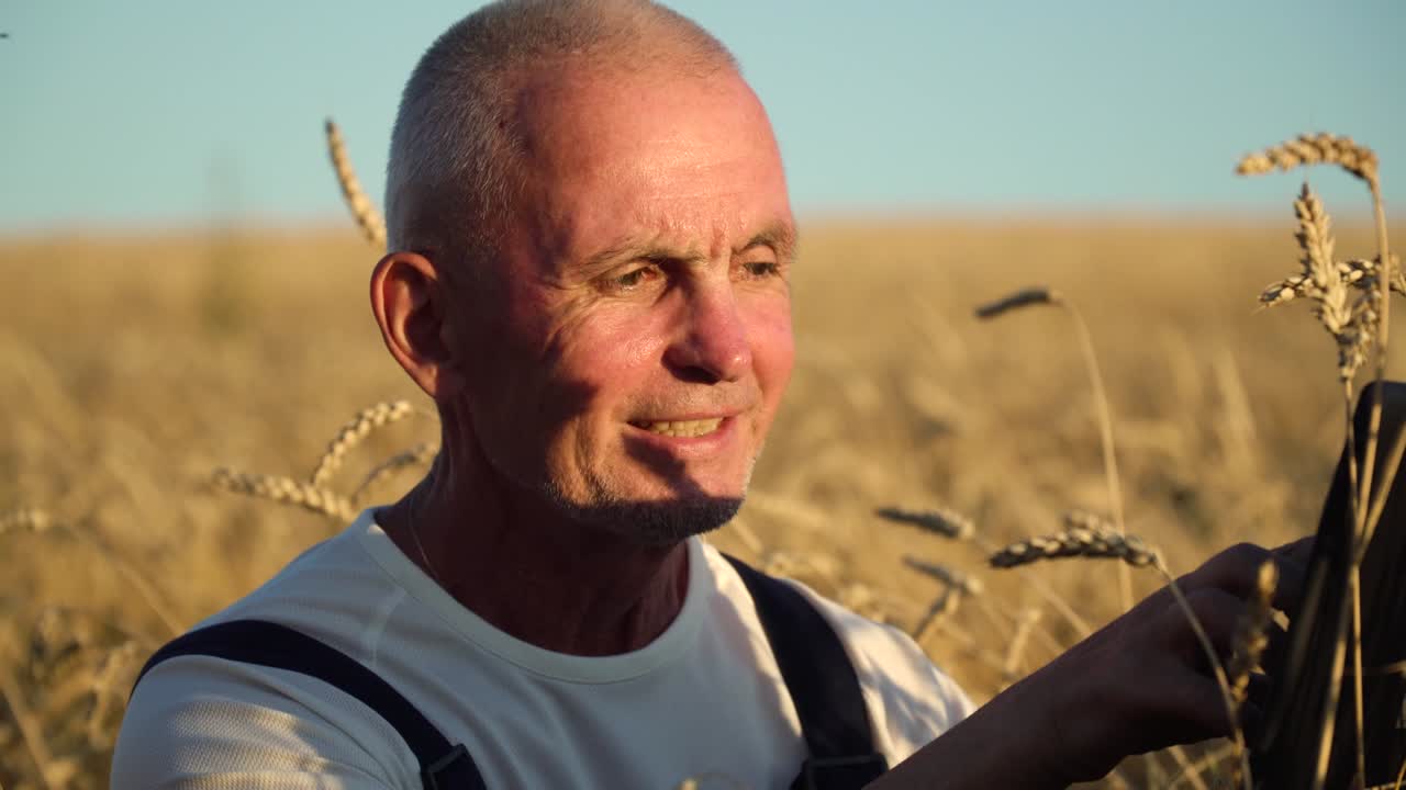granjero sénior usando tableta en el campo de trigo. granjero inspecciona el crecimiento del trigo. concepto de tecnologías digitales en la agricultura