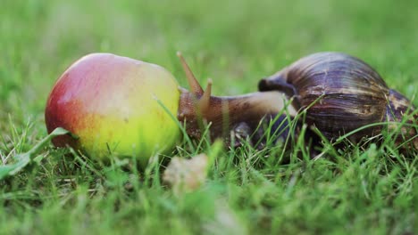 snail in the garden. giant african snail, achatina fulica.