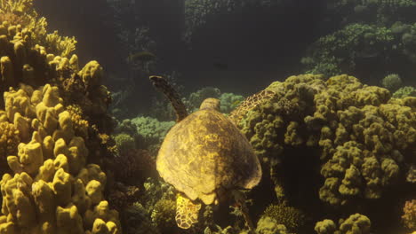 Meeresschildkröte-Im-Roten-Meer-Von-Ägypten