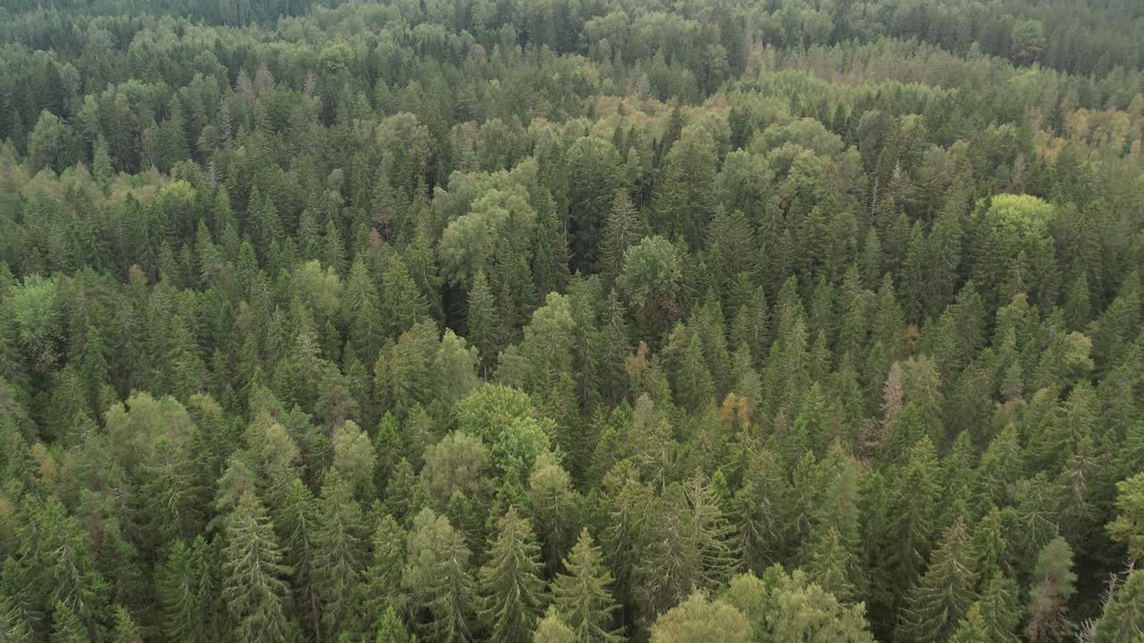Un fiume tortuoso serpeggia attraverso una fitta foresta verde, creando un sentiero naturale tra alberi rigogliosi e prati in un paesaggio sereno e incontaminato.