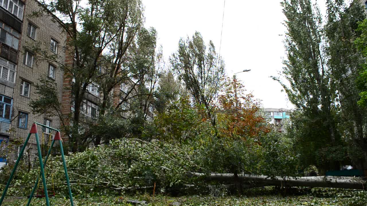 Il cortile dopo un uragano. Gli alberi abbattuti