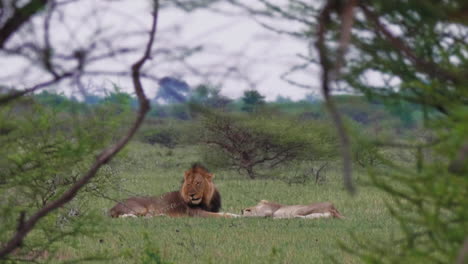 lions lying down on the green grass in nxai pan in botswana captured between the bushes - medium shot