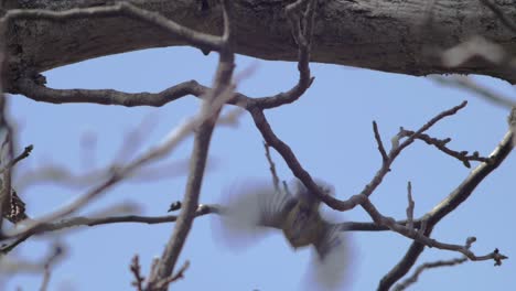 slow motion medium wide shot of 1 great tit sitting on a branch, back turned, taking flight, flying off