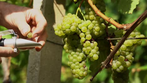 Close-up-view-of-male-hand-squeezing-grape-juice-onto-the-glass-of-refractometer