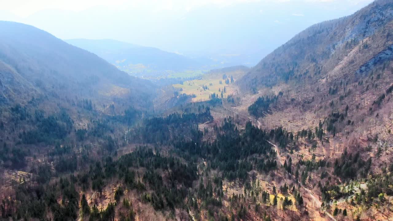 Dry fall season pine woods of Julijske Alps Triglav national park