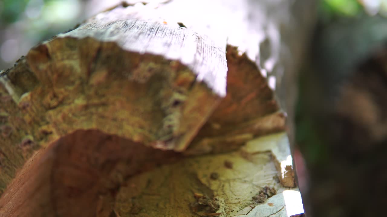 árboles talados en el bosque