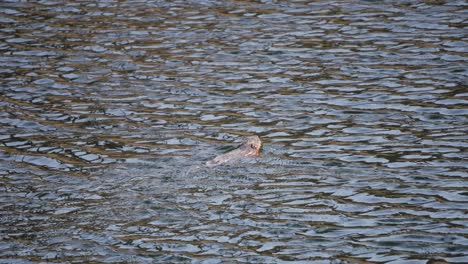 Eine-Bisamratte-Schwimmt-Schnell-Durchs-Wasser