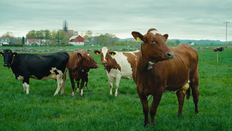 Toma-En-Cámara-Lenta-De-Un-Grupo-De-Vacas-Paradas-Con-Cencerros-En-El-Cuello