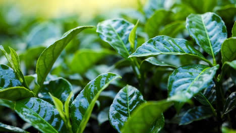 closeup of fresh tea leaves in a plantation