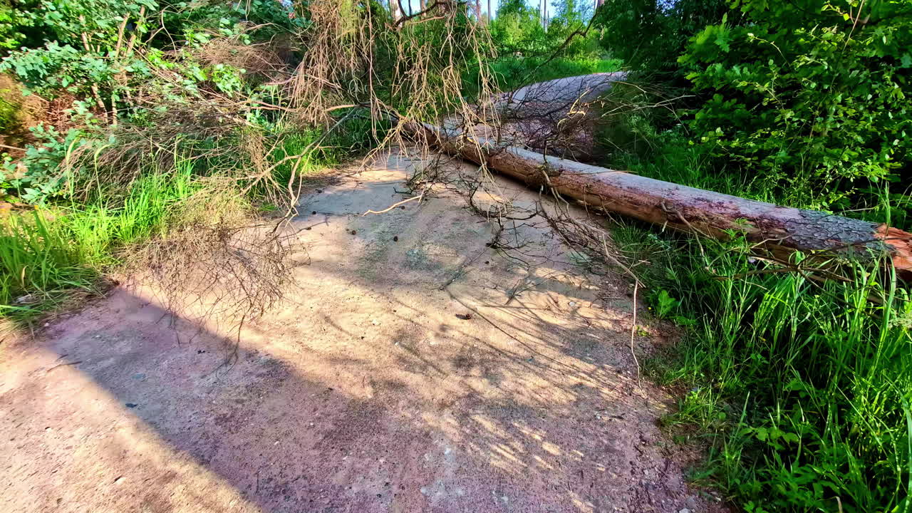 Close-up of fallen pine tree with branches blocking forest road in bright daylight